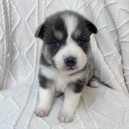 Anna - Blue female Pomsky puppy in Henderson, Kentucky from Paris Pomskies