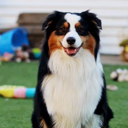 Tripp - Australian Shepherd