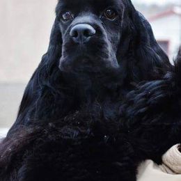 Johnny - Cocker Spaniel