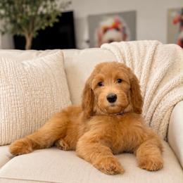 Pandora - Apricot female Goldendoodle puppy in Yuciapa, California from AlltheDoodlez_