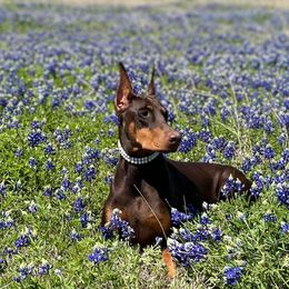 Doberman Pinschers from Radiant Dobermans