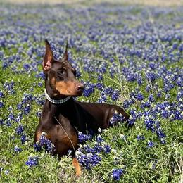 Doberman Pinschers from Radiant Dobermans