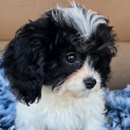 Comet - Black and white male Cavapoo puppy in Lebanon, Kentucky from Mosaic Merle Doodles