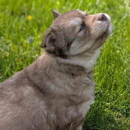 Ivy - Red and white female Siberian Husky puppy in Coshocton, Ohio from Wyant Farms