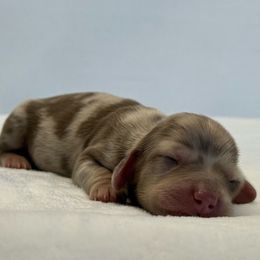 Ace (Ace of cups) - Dapple male Dachshund puppy in Sacramento, California from HEFFERNAN HOUNDS