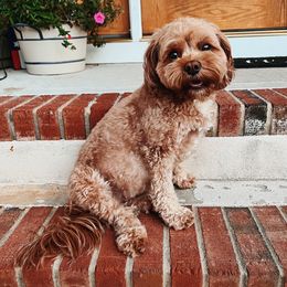 Winnie - Cavapoo
