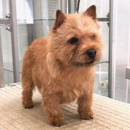 Norwich Terrier Puppies from Yellow Mountain Norwich