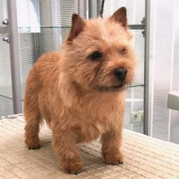 Norwich Terrier Puppies from Yellow Mountain Norwich