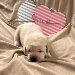 Purple collar - Yellow female Labrador Retriever puppy in Tekonsha, Michigan from Asher Acres Labs