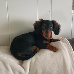 Della - Dachshund