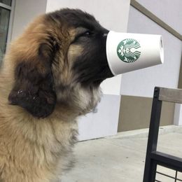 Great Pyrenees and Leonberger Puppies from Easter Acres