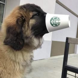 Great Pyrenees and Leonberger Puppies from Easter Acres