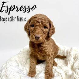 Espresso - Red  female Goldendoodle puppy in Taylorsville, North Carolina from Doggone Dixie Doodles