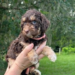 Lyric - Chocolate female Goldendoodle puppy in Sanderson, Florida from Serenity Goldendoodles
