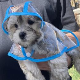 Havanese Puppies from LUCKY HAVANESE
