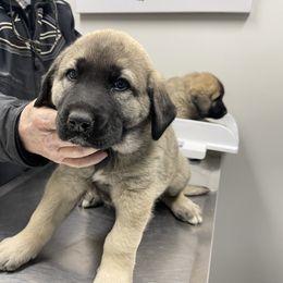 Anatolian Shepherd Dog Puppies from Smithville Hay Livestock Guardian Dogs