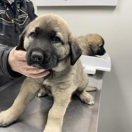 Anatolian Shepherd Dog Puppies from Smithville Hay Livestock Guardian Dogs