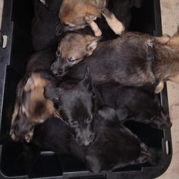 German Shepherd Puppies from Thornock Shepherds