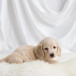 Copper Longhair - Cream male Dachshund puppy in Richmond, Virginia from Irresistible Dachshunds & Cavaliers