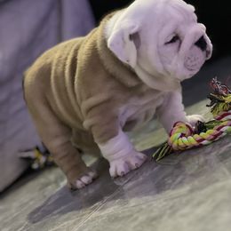 Bulldog Puppies from Pearl Salinas