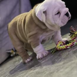 Bulldog Puppies from Pearl Salinas