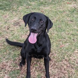 Zoey - Labrador Retriever