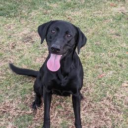 Zoey - Labrador Retriever