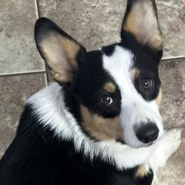 Pembroke Welsh Corgis from Corgis off Cambria