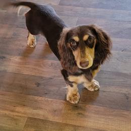 Ryssa - Dachshund