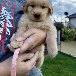 Light pink Girl - Golden female Golden Retriever puppy in Macy, Indiana from Macy Golden Meadows