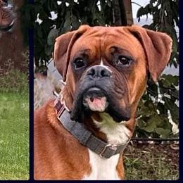 Vinny - Boxer