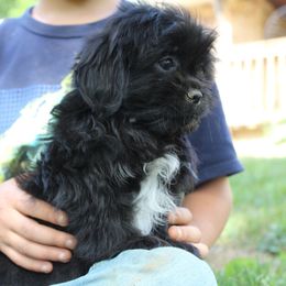 Black boy 1 - Black male Shih Tzu puppy in Newark, Ohio from Gemini Kennels