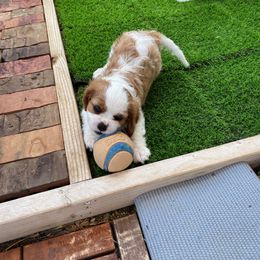 Cavalier King Charles Spaniel Puppies from Austin Cavaliers