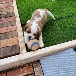 Cavalier King Charles Spaniel Puppies from Austin Cavaliers