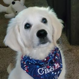 Goldendoodles and Golden Retrievers from Clark’s Family Goldens
