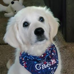 Goldendoodles and Golden Retrievers from Clark’s Family Goldens