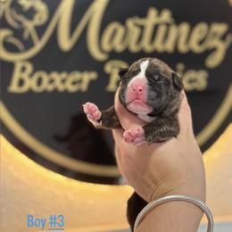 Boy3 - Brindle male Boxer puppy in Orlando, Florida from Martinez AKC Boxers of Central Florida