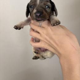 Eclipse - Dapple female Dachshund puppy in Conroe, Texas from R&M Dachshunds