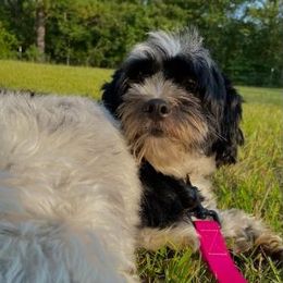 Maltipoos and Shihpoos from Pups4Dayz