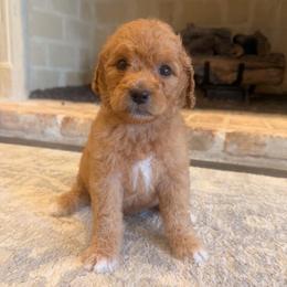 Boy1 - Red  male Goldendoodle puppy in Meridian, Mississippi from Magnolia Poodles and Doodles