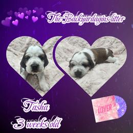 Tasha - Tri-Roan female English Springer Spaniel puppy in Westover, Maryland from Sterling's springer Haven
