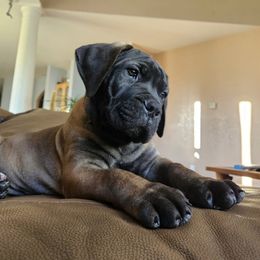 Boerboel Puppies from Standing Stone Boerboels