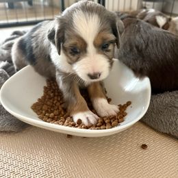EVIE - Blue merle female Miniature American Shepherd puppy in Bixby, Oklahoma from Roeboat Aussies