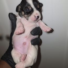 Oreo - Black and white male Chihuahua puppy in Camden, New Jersey from Maldonado Pet Life Breeder LLC.