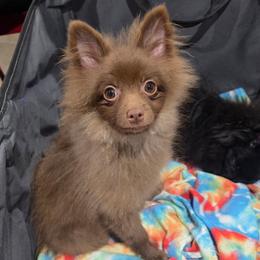Coco - Lavender male Pomeranian puppy in Beech Bluff, Tennessee from Earnest's Southern kennels