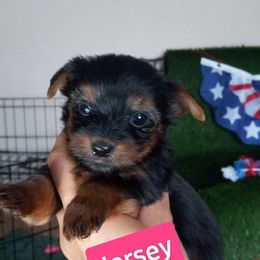 Shih Tzu and Yorkshire Terrier Puppies from Thorntons Fur Crew
