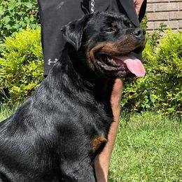 Yager - Rottweiler