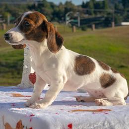 Princess Venellope - Piebald female Dachshund puppy in Temecula, California from Naomi Magee's Dachshund Kennel