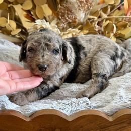 Oreo- Pink Collar - Merle female Goldendoodle puppy in Bay City, Texas from Charming Doods Goldendoodles