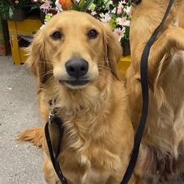 Miley - Golden female Golden Retriever puppy in Menifee, California from Dioscuri Kennel
